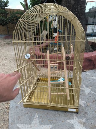 Jaula dorada para lorito