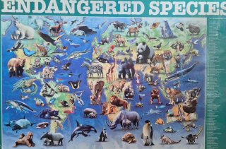 Lámina Animales en Peligro de Extinción