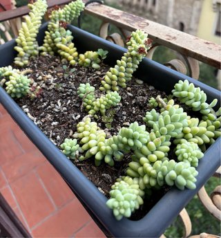 Jardinera con soporte  con sebum urge