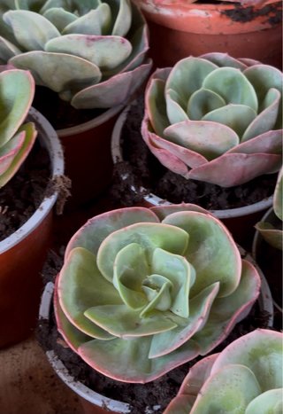 Echeveria Mandala Planta Suculenta