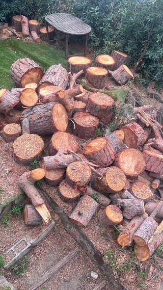 Leña de pino gratis - Recoger