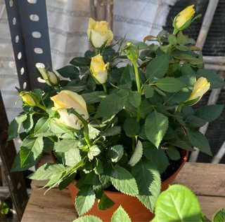 Planta Rosal Enano Variedad de Colores
