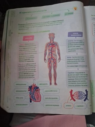 Ciencias de la Naturaleza, 6 Primaria, Proyecto...