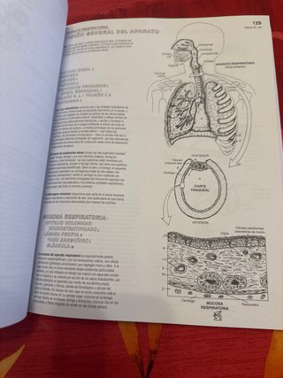 Anatomía libro de trabajo.