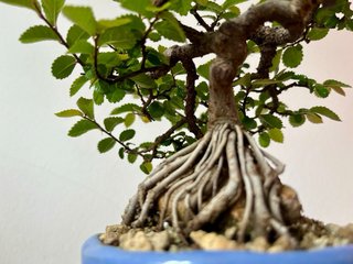 Bonsái Olmo sobre roca 1