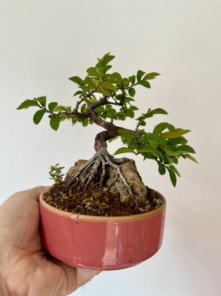 Bonsái Olmo sobre Roca