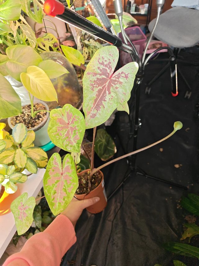 Caladium Seafoam Pink