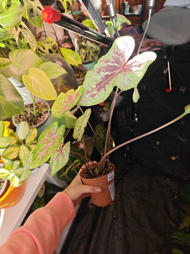 Caladium Seafoam Pink