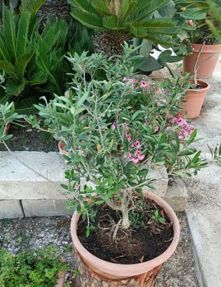 Ulivo Bonsai in ciotola 30cm