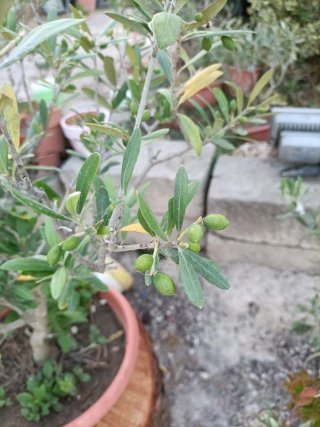 Ulivo Bonsai in ciotola 30cm