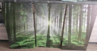 Cuadro Bosque con Luz Solar