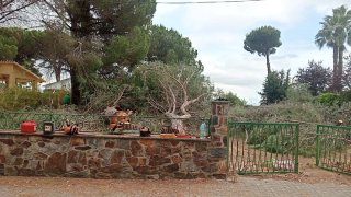 Leña de pinos altos. Precio negociable.