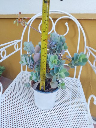 Planta Kalanchoe Fedtschenkoi en maceta