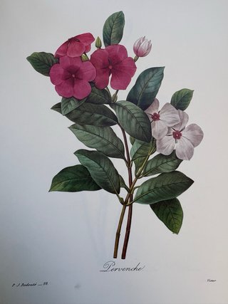 LÁMINAS FLORES REDOUTÉ