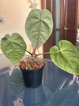 Anthurium King of Spades HU x Black Velvet