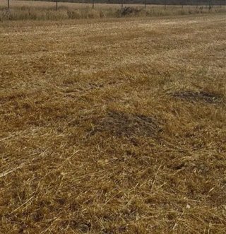 Finca rústica de regadío en venta La Dehesilla