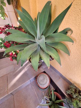 Suculenta Agave attenuata
