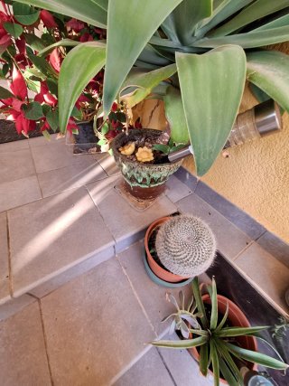 Suculenta Agave attenuata