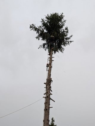 Desbroces de parcelas y limpieza profunda -