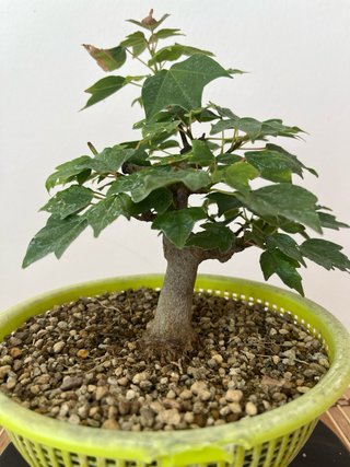 Bonsái Arce Tridente