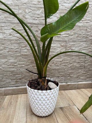 Planta Ave del Paraíso con maceta