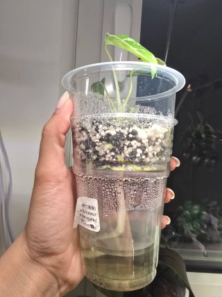 Monstera Bulbasaur TC n.11
