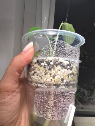 Monstera Bulbasaur TC n.11