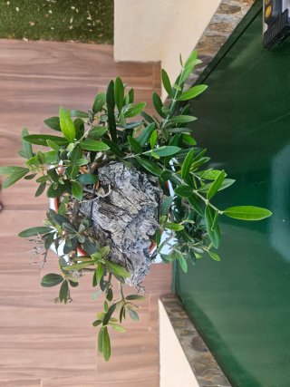 Bonsai Olivo