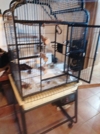Jaula para loros grande Solo hoy a este precio