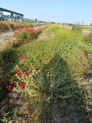 Desbroce de parcelas y fincas