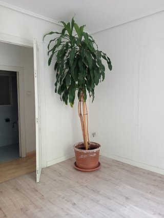 Planta de interior grande