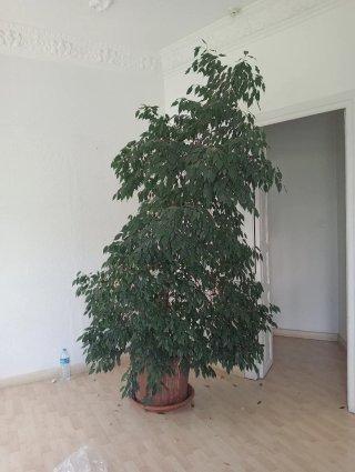 Planta de interior grande