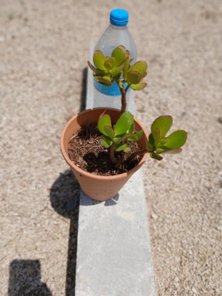 Planta suculenta en maceta barro
