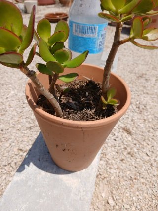 Planta suculenta en maceta barro
