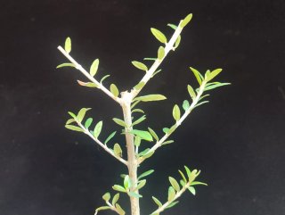 2 Pre Bonsai Ligustrum y Acebuche