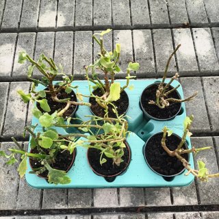 Set 6 Kalanchoe Mix Piante
