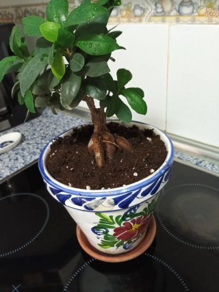 Bonsái Ficus en Maceta de Porcelana