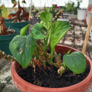 Talea Monstera Monkey Mask Adansonii