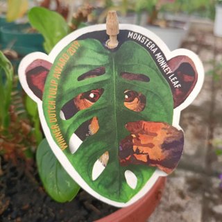 Talea Monstera Monkey Mask Adansonii