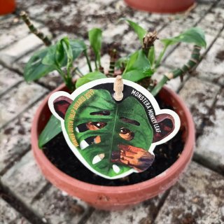 Talea Monstera Monkey Mask Adansonii