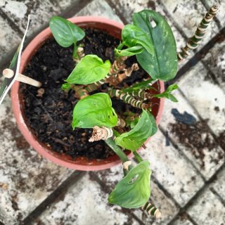 Talea Monstera Monkey Mask Adansonii
