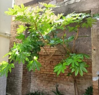 Talea Fatsia Japonica Grande