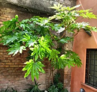 Talea Fatsia Japonica Grande
