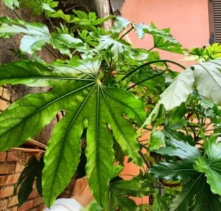Talea Fatsia Japonica Grande