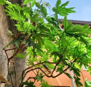 Talea Fatsia Japonica Grande