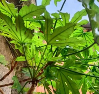 Talea Fatsia Japonica Grande