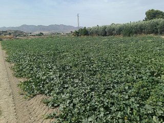 Terreno en venta en Cuevas del Almanzora pueblo en Cuevas del Almanzora