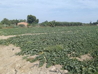 Terreno en venta en Cuevas del Almanzora pueblo en Cuevas del Almanzora