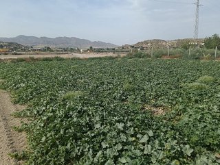 Terreno en venta en Cuevas del Almanzora pueblo en Cuevas del Almanzora