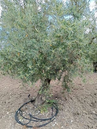 Terreno en venta en Villanueva del Trabuco